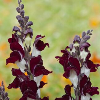Snapdragon - Antirrhinum Majus Night & Day