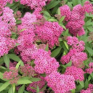 Spiraea Japonica Anthony Waterer
