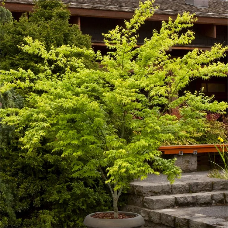 Acer Palmatum Aoyagi -  Japanese Maple  - Large
