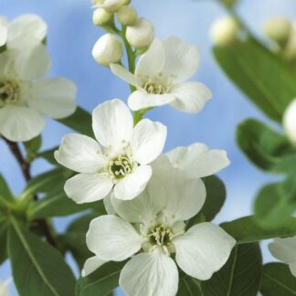 Exochorda Racemosa Blushing Pearl - Large Specimen Circa 180cm Tall