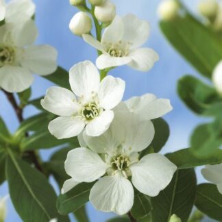 Exochorda Macrantha The Bride