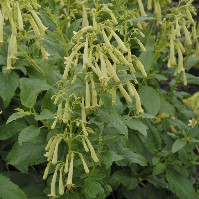 Phygelius Moonraker - Yellow Flowering Cape Fuchsia