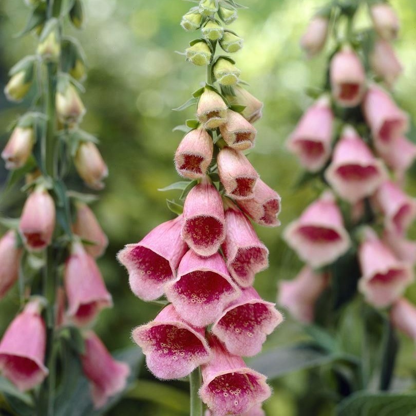Digitalis x Mertonensis - Crushed Strawberries - Foxgloves