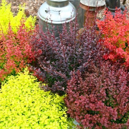 Bright Berberis Collection - Pack of Three