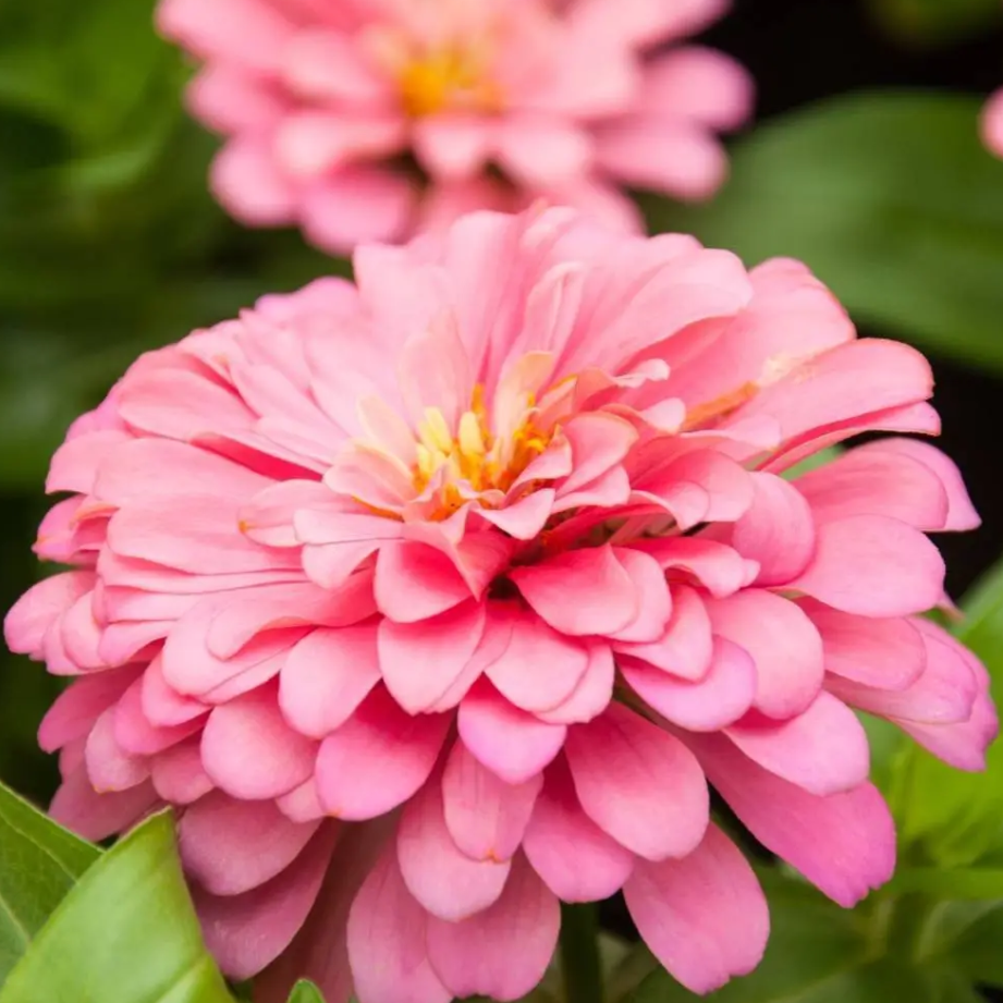 Zinnia Elegans - Luminosa