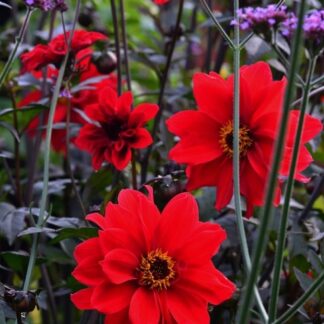 Dahlia Bishop of Llandaff - Red Flowering Bronze Leaved Dahlia Plant