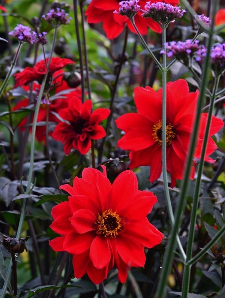 Dahlia Bishop of Llandaff - Red Flowering Bronze Leaved Dahlia Plant