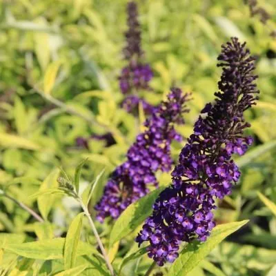 Buddleja Davidii Magda's Gold Knight