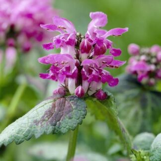Lamium Maculatum 'Beacon Silver'