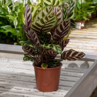 Calathea Makoyana - Peacock Plant
