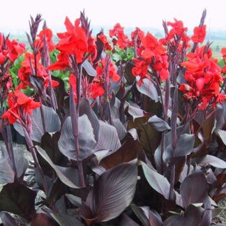 Canna 'Tropicanna' Black Velvet