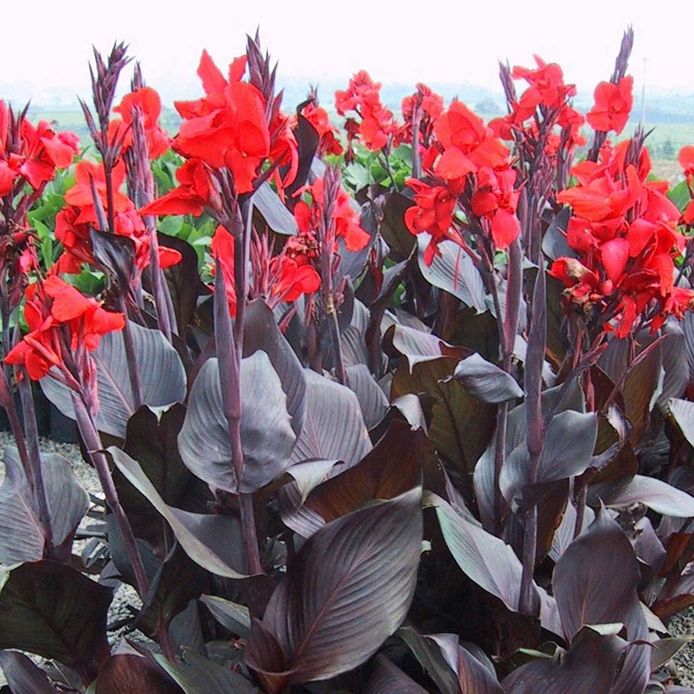 Canna 'Tropicanna' Black Velvet
