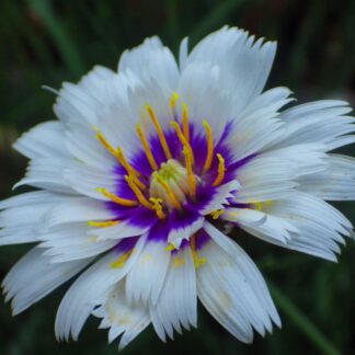 Catananche Caerulea Alba - White Cupids Dart