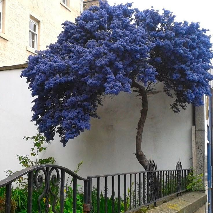 Large Ceanothus Thyrsiflorus Repens - Californian Lilac Tree - Circa 140-160cm