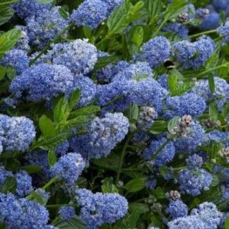 Ceanothus Victoria - Evergreen Californian Lilac