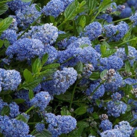 Ceanothus Victoria - Evergreen Californian Lilac