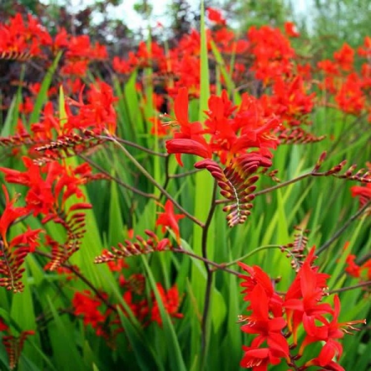 Crocosmia 'Lucifer' - Montbretia - in Bud & Bloom