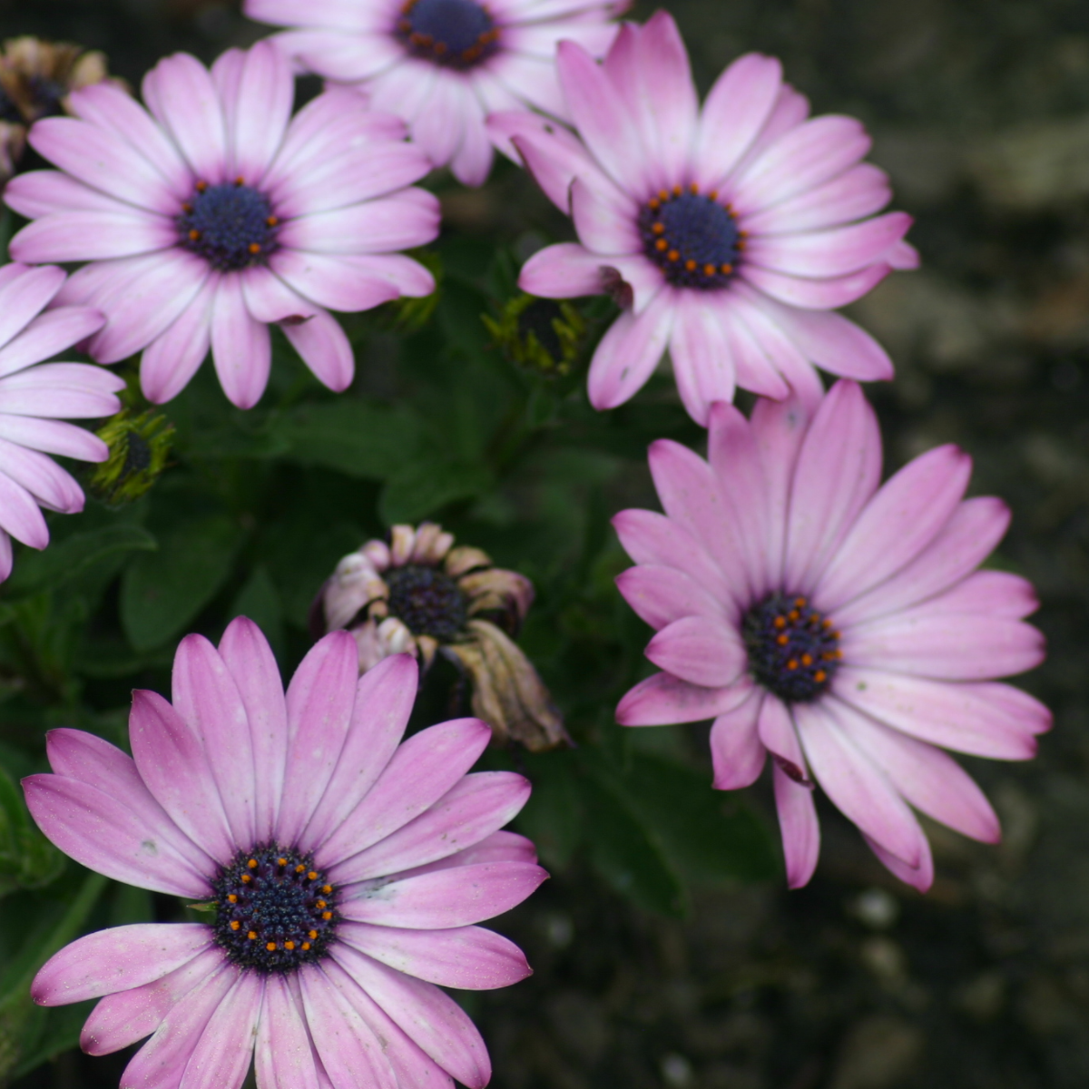 Osteospermum Light Purple - in Bud & Bloom