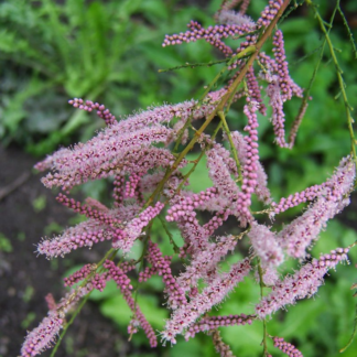 Tamarix Ramosissima