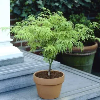 Acer Palmatum Dissectum - Filigree Japanese Maple