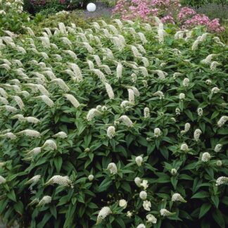 Lysimachia Clethroides