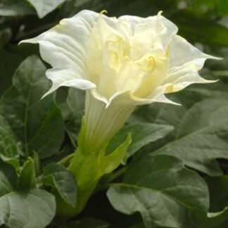 Datura Metel 'Ballerina White' - Thorn Apple Trumpet Plant