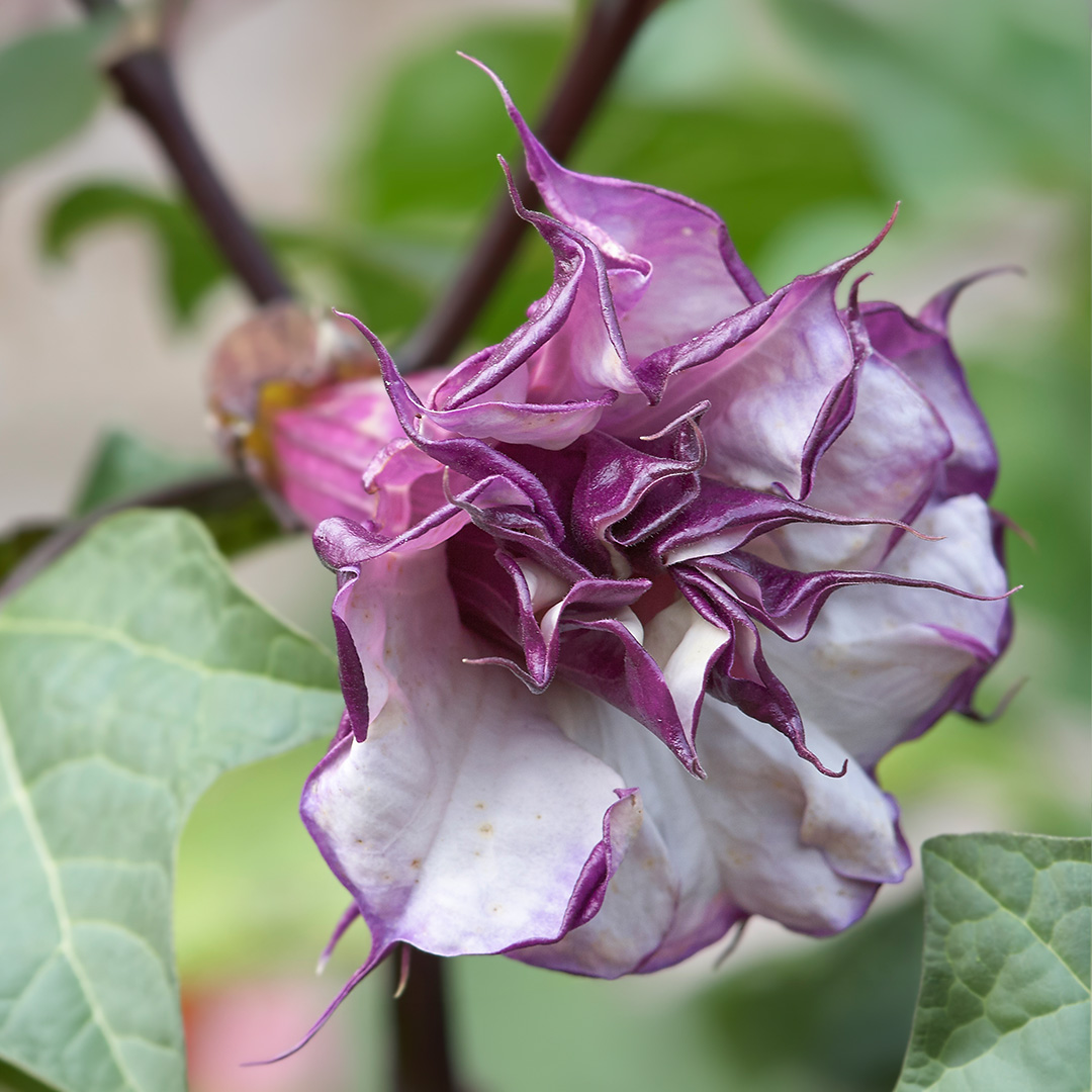 Datura Metel 'Ballerina Purple' - Thorn Apple Trumpet Plant