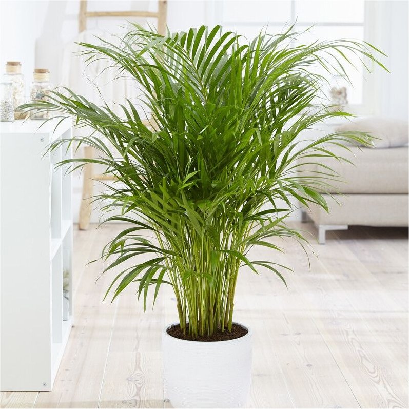Dypsis Areca Parlour Palm - Perfect Palm For Indoors - Large Circa 100-120cm (3-4ft) Tall