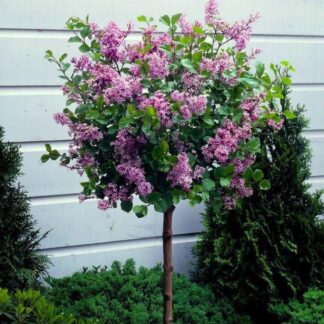 Dwarf Korean Lilac Tree - Syringa Palibin - Large Standard - 120-140cms Tall
