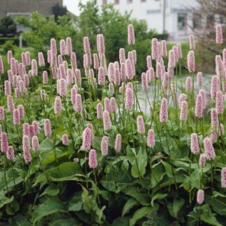 Persicaria Bistorta 'Superba'