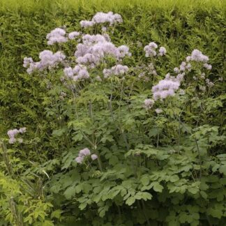 Thalictrum Aquilegifolium