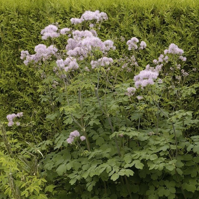 Thalictrum Aquilegifolium
