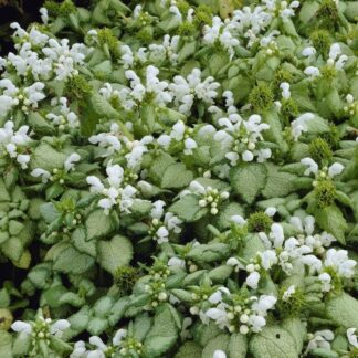 Lamium Maculatum 'White Nancy'