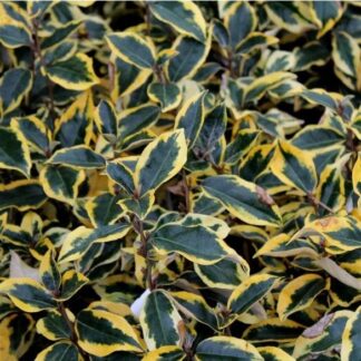 Elaeagnus x Ebbingei 'Gilt Edge' - Silverthorn