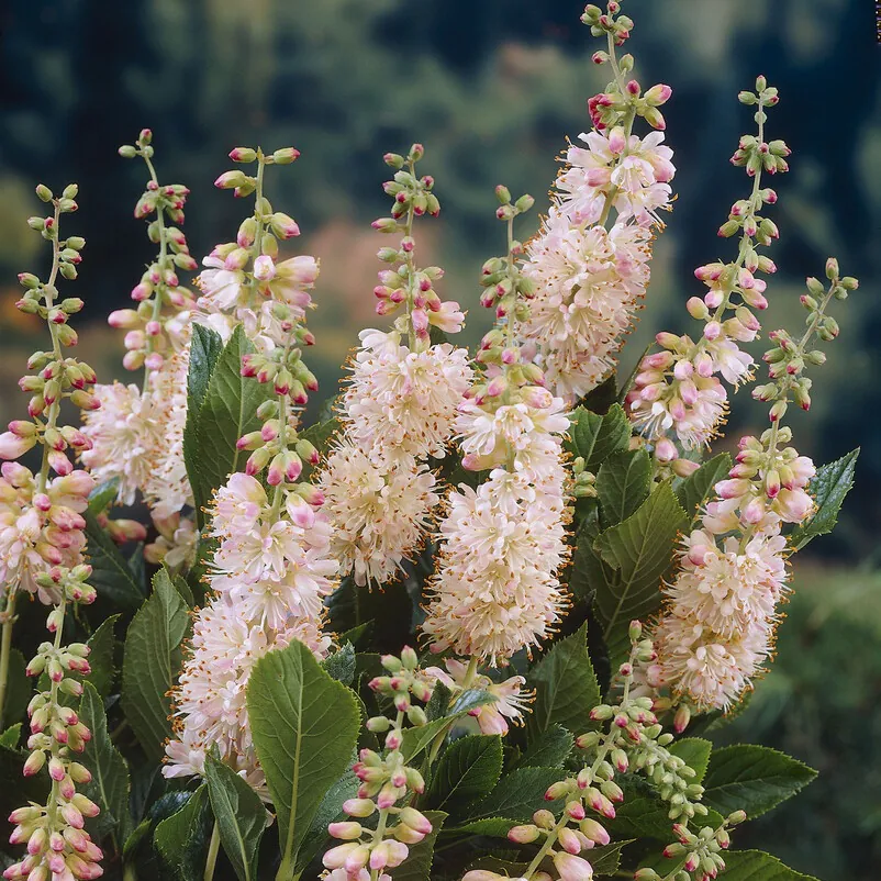 Clethra Alnifolia 'Pink Spire'