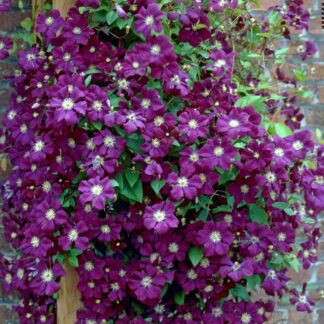 Clematis Etoile Violette - Late Summer Flowering Clematis
