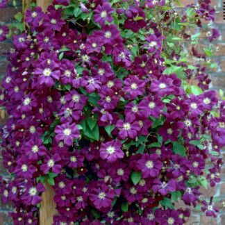 Clematis Etoile Violette - Late Summer Flowering Clematis