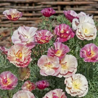 Eschscholzia Californica 'Thai Silk Appleblossom Chiffon' - California Poppy