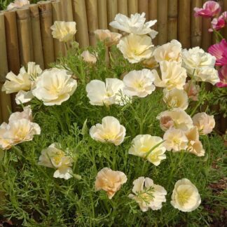 Eschscholzia Californica Thai Silk Pink Champagne - California Poppy