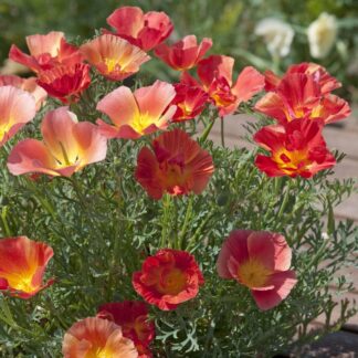 Eschscholzia Californica Thai Silk Strawberry Fields - California Poppy