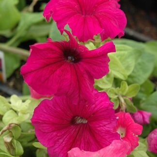 Petunia Ultra Plum