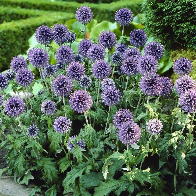 Echinops Bannaticus 'Blue Globe'