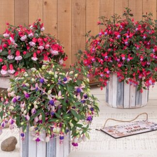 Fuchsia Ballerinas - in Bud & Bloom