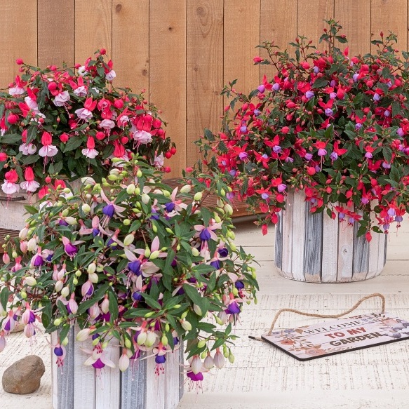 Fuchsia Ballerinas - in Bud & Bloom