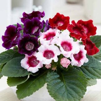 Gloxinia Plant - Large Flowered Sinningia Avanti - in Bud & Bloom