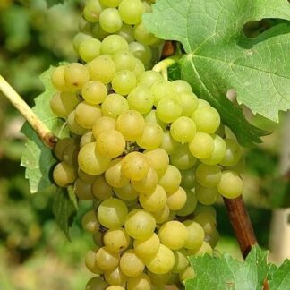 Vitis Vroege Van Der Laan - White Grape