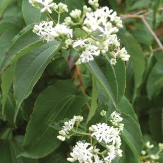 Heptacodium Miconioides - Seven Son Flower