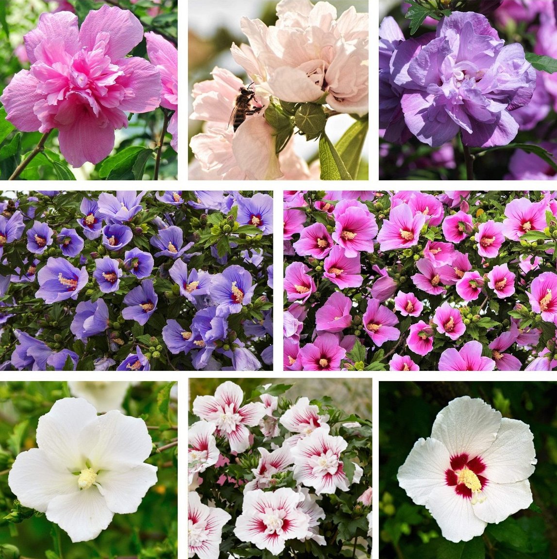 Three Plant Hibiscus Collection - Hardy Tropical Looking Blooms