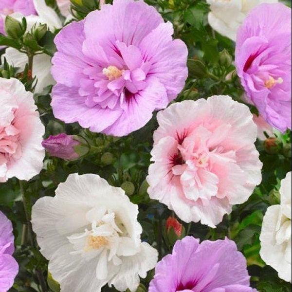 Hibiscus Chiffon Mosaic Multi-Colour Tree Hollyhock - Unique Ruffled Double Flowers