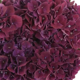 Mophead - Hydrangea Ruby Aubergine - Deep Purple - Large Flowered Mophead Hydrangea - XXXL Plants